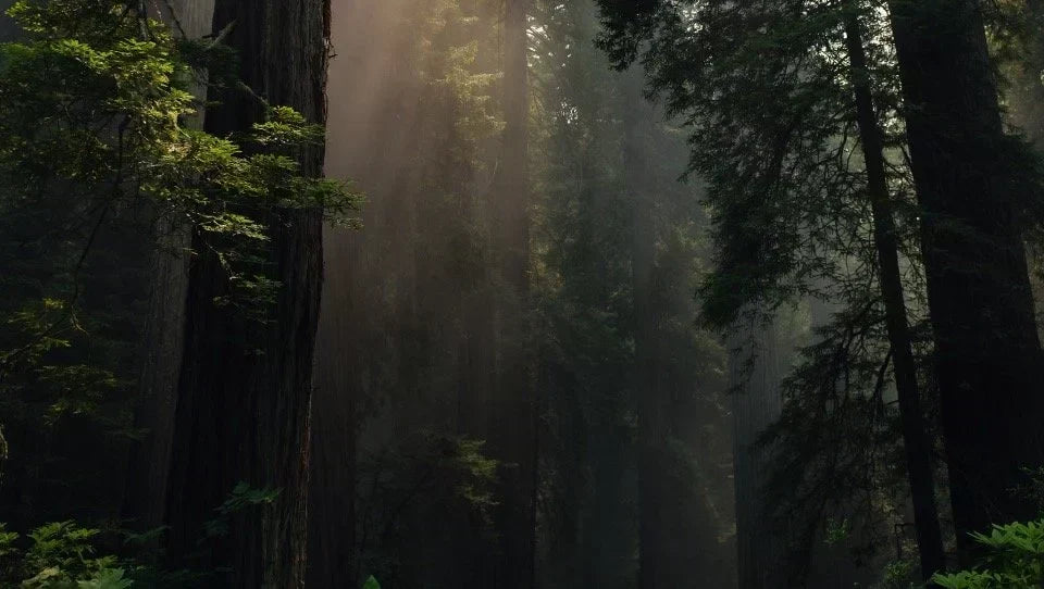 Better Place Forests memorial forest with sunlight filtering through towering trees and morning mist.