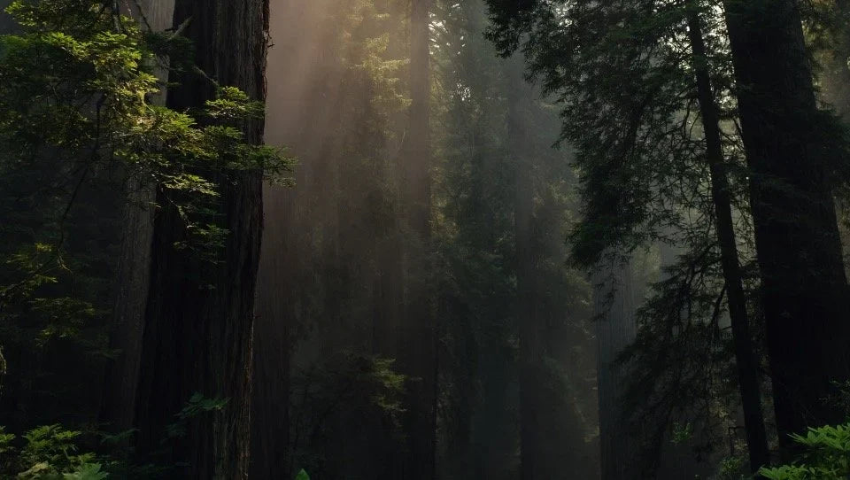 Better Place Forests Case Study